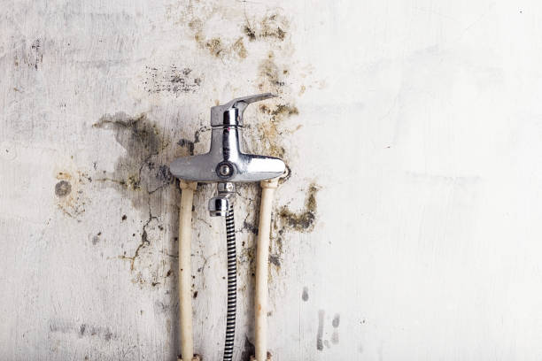 Best Commercial Mold Removal  in Fishersville, VA