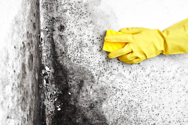 Best Mold Removal Process  in Fishersville, VA