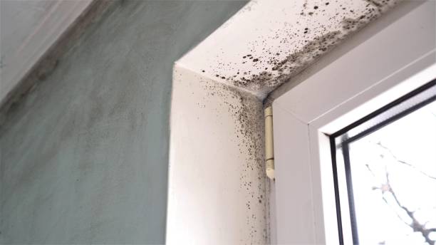 Professional Mold Removal in Fishersville, VA