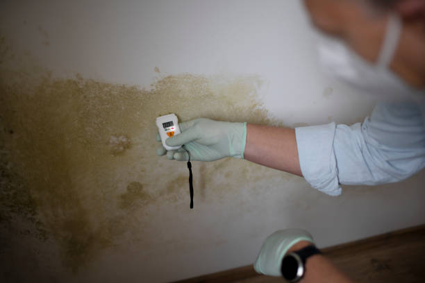 Best Toxic Mold Removal  in Fishersville, VA
