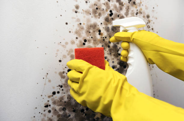 Best Mold Testing  in Fishersville, VA
