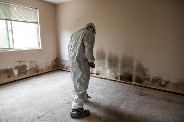 Best Fast Mold Removal  in Fishersville, VA