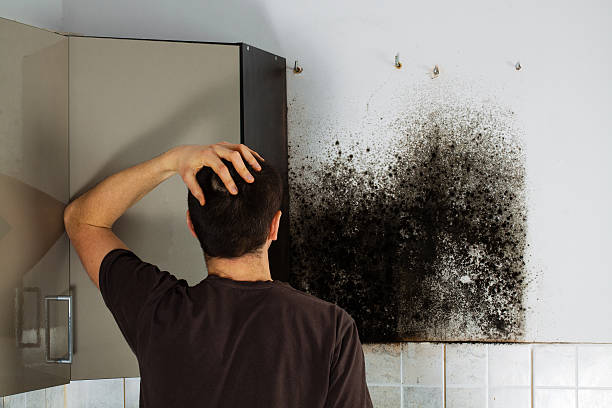 Best Mold Remediation  in Fishersville, VA